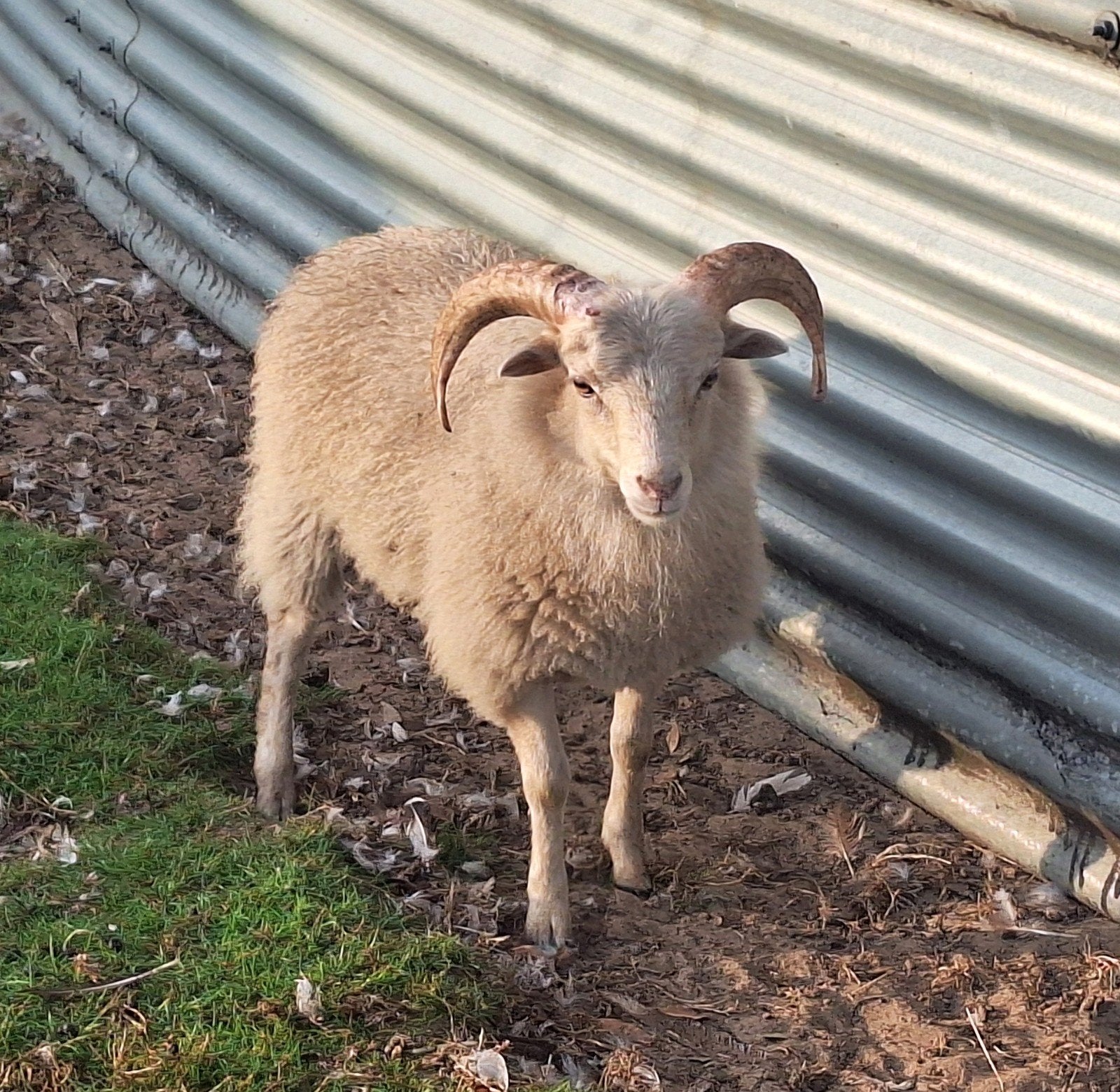 heel mooie witte ouessant ram, Mâle, Mouton, 0 à 2 ans