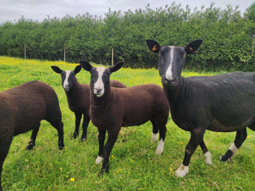 Zuivere  vrouwelijke zwartbles lammeren, Dieren en Toebehoren, Schapen, Geiten en Varkens, Vrouwelijk, Schaap, 0 tot 2 jaar