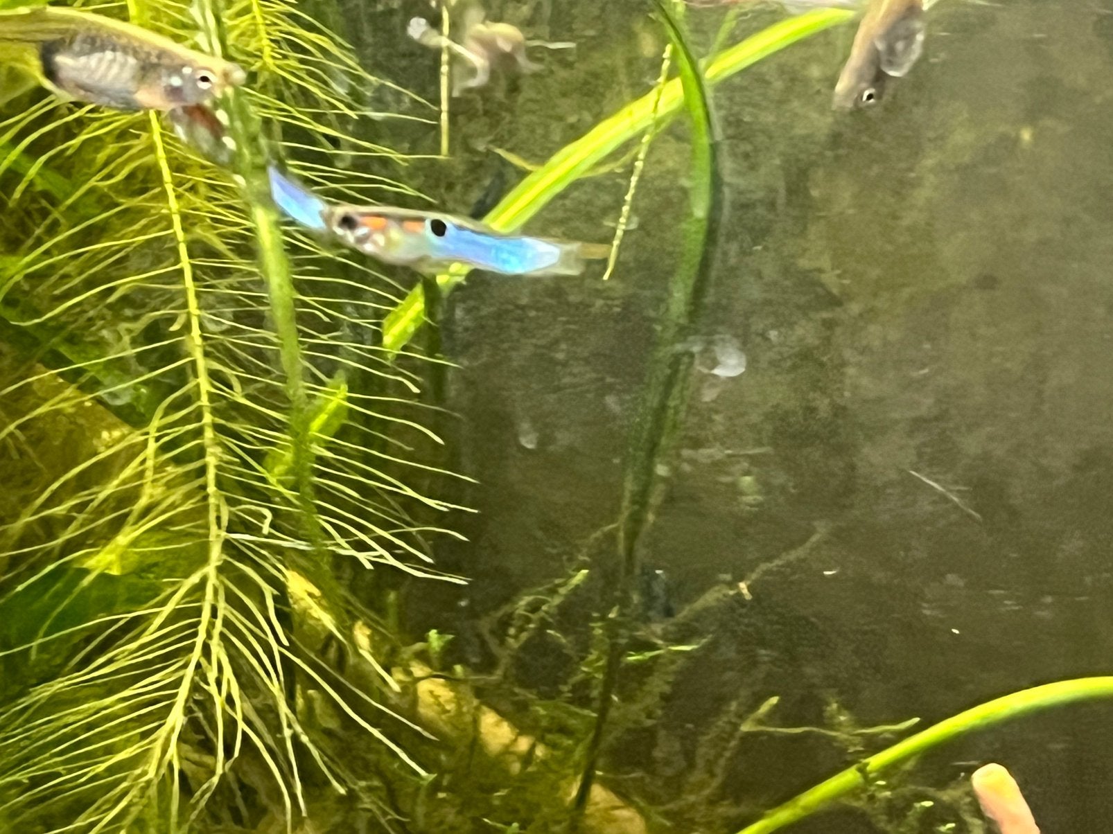 Blue japan endler, Dieren en Toebehoren, Vis, Zoetwatervis