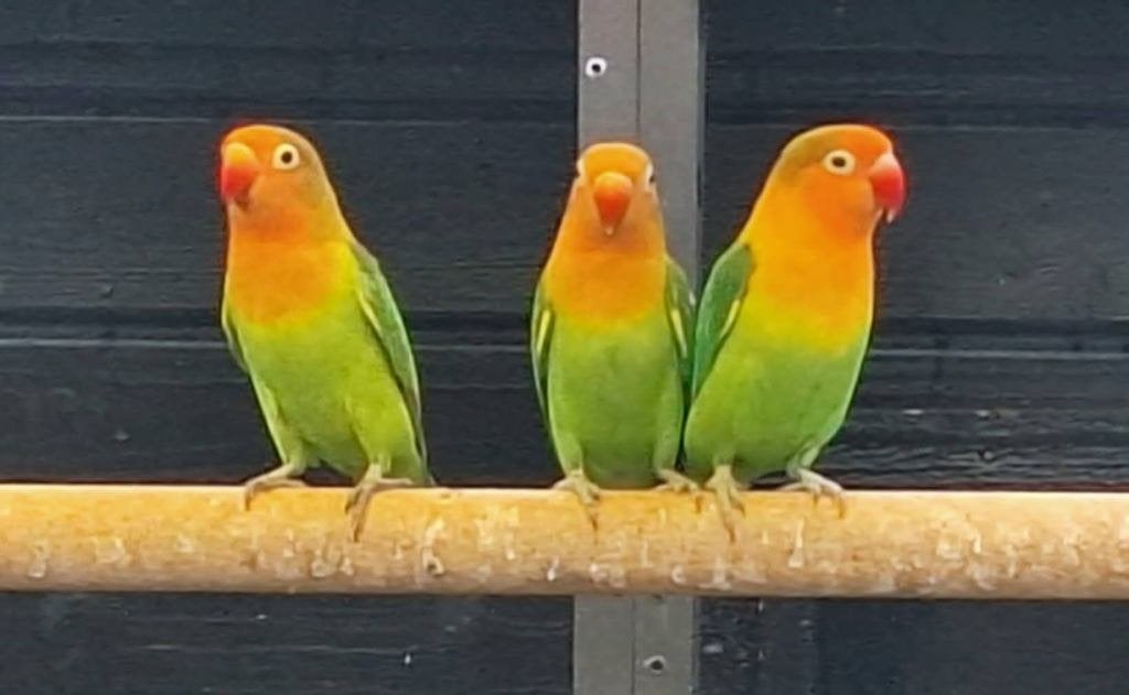 agapornis fischeri dwergpapegaai, Sexe inconnu, Perroquet nain ou Inséparable