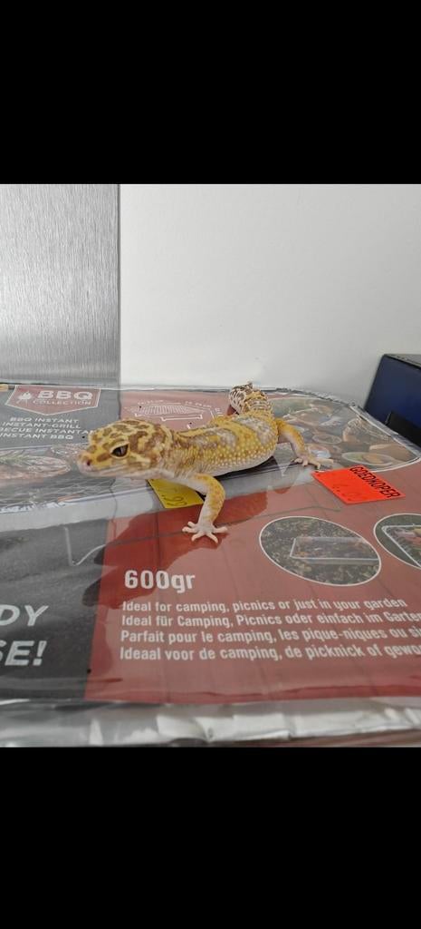 Giant luipaardgekko, Dieren en Toebehoren