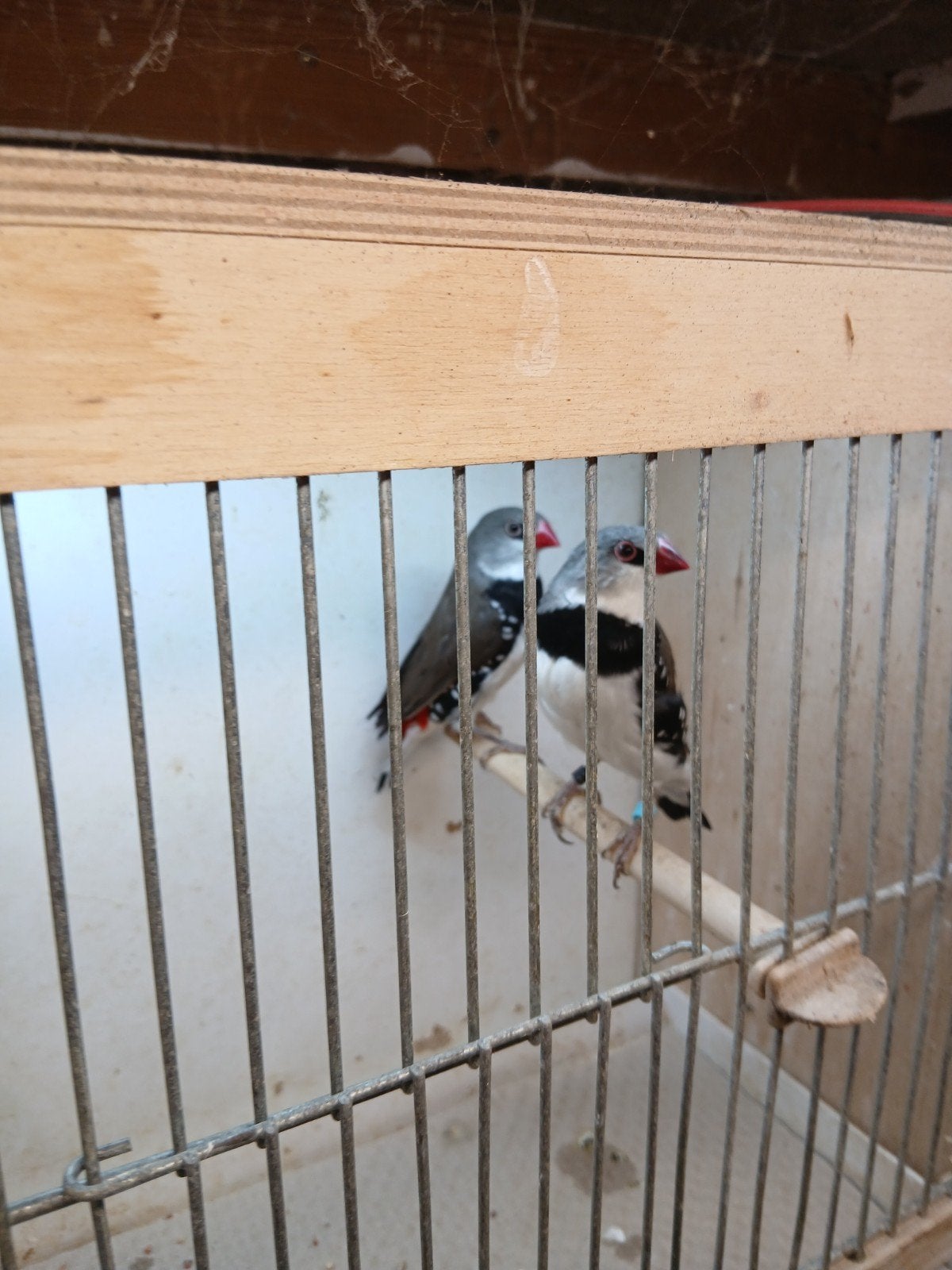 Diamantvinken, Dieren en Toebehoren, Meerdere dieren, Tropenvogel