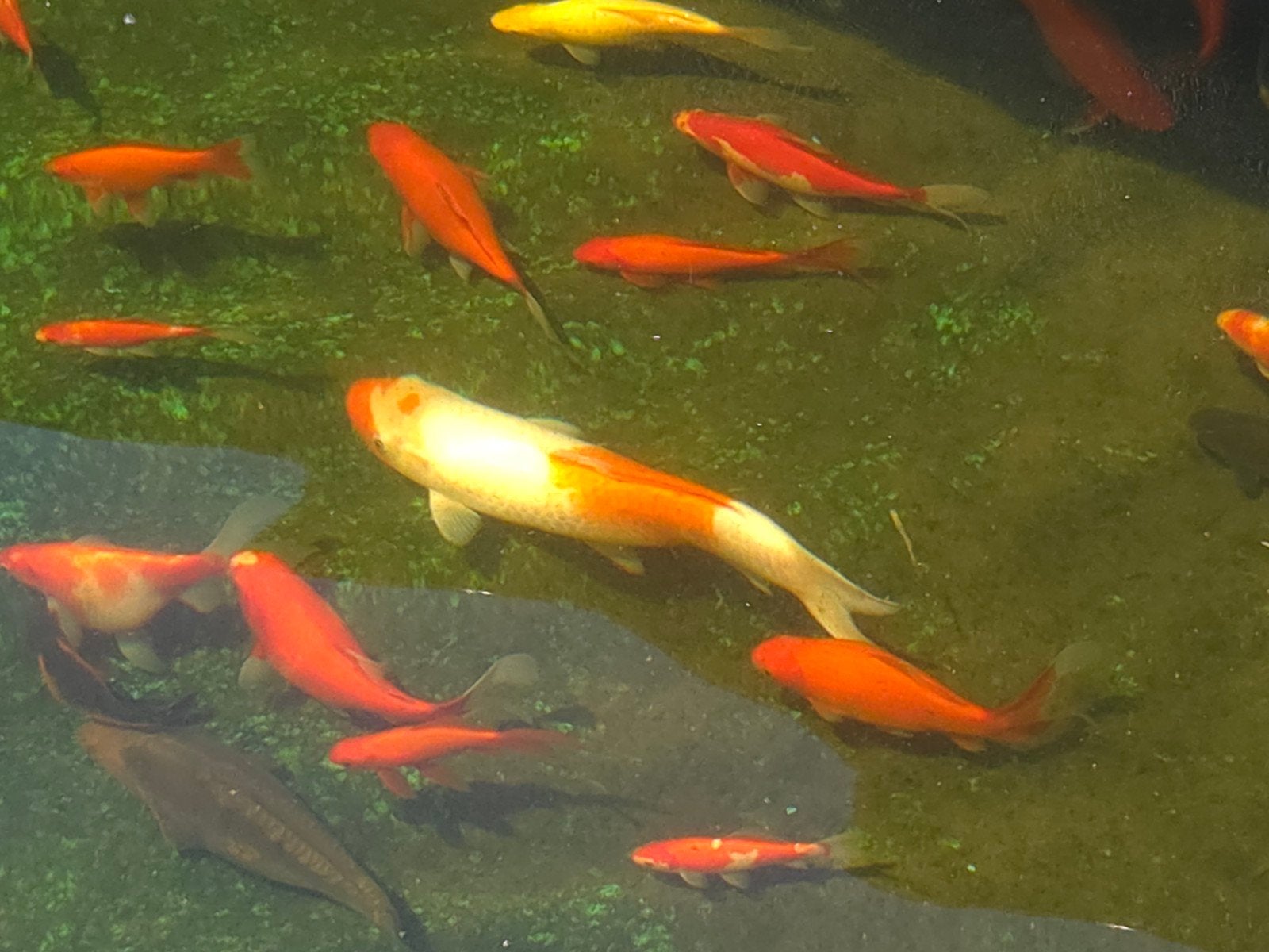 Goudvissen en shubunkins te koop, Dieren en Toebehoren, Vissen | Vijvervissen, Goudvis(sen)