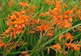 crosmia en herfstanemoon teveel!, Ophalen