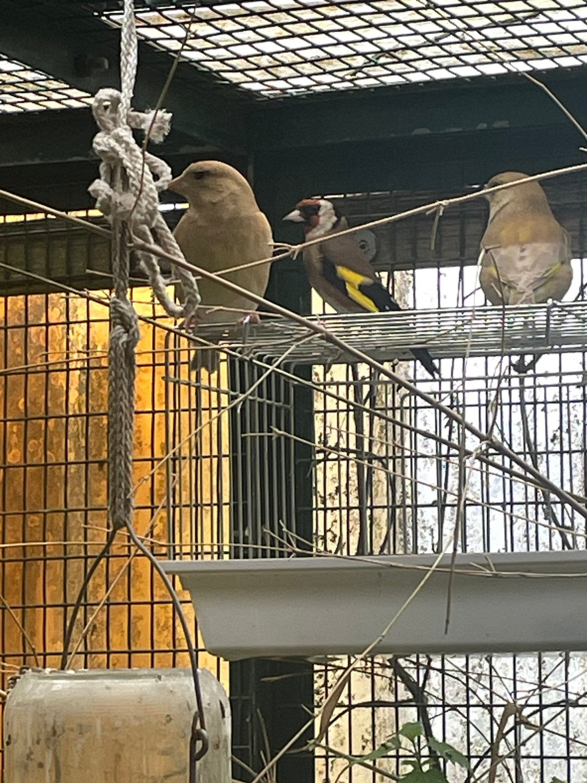 Couple verdier mutation, Mannelijk, Wildzangvogel, Geringd