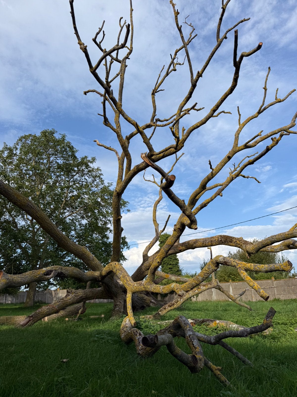 Arbre noyer  pour structue ou planches, Enlèvement