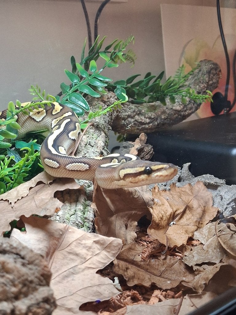 Koningspython (Python regius) - Nakweek 2026, Dieren en Toebehoren, Slang, 0 tot 2 jaar
