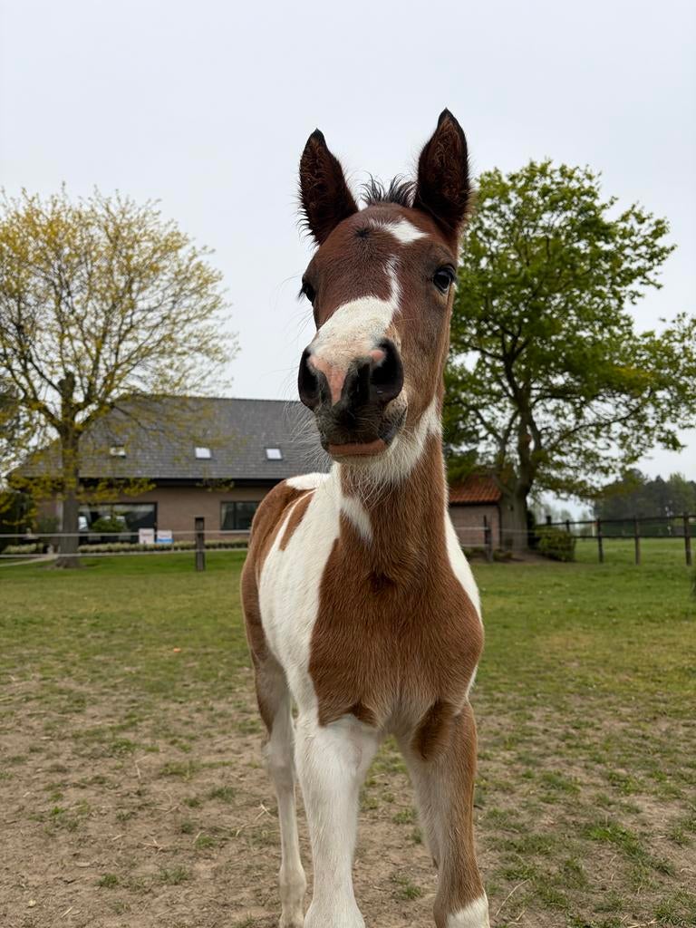 Veulen (hengst) te koop, Animaux & Accessoires, Chevaux, Étalon, Avec puce électronique