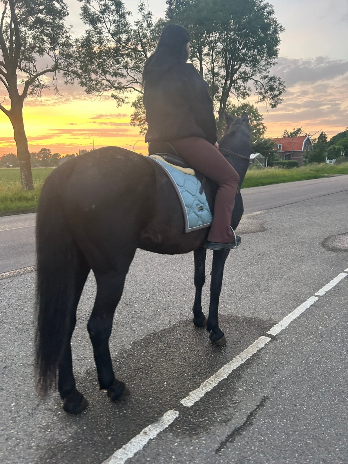 famillie paard, Dieren en Toebehoren, Merrie