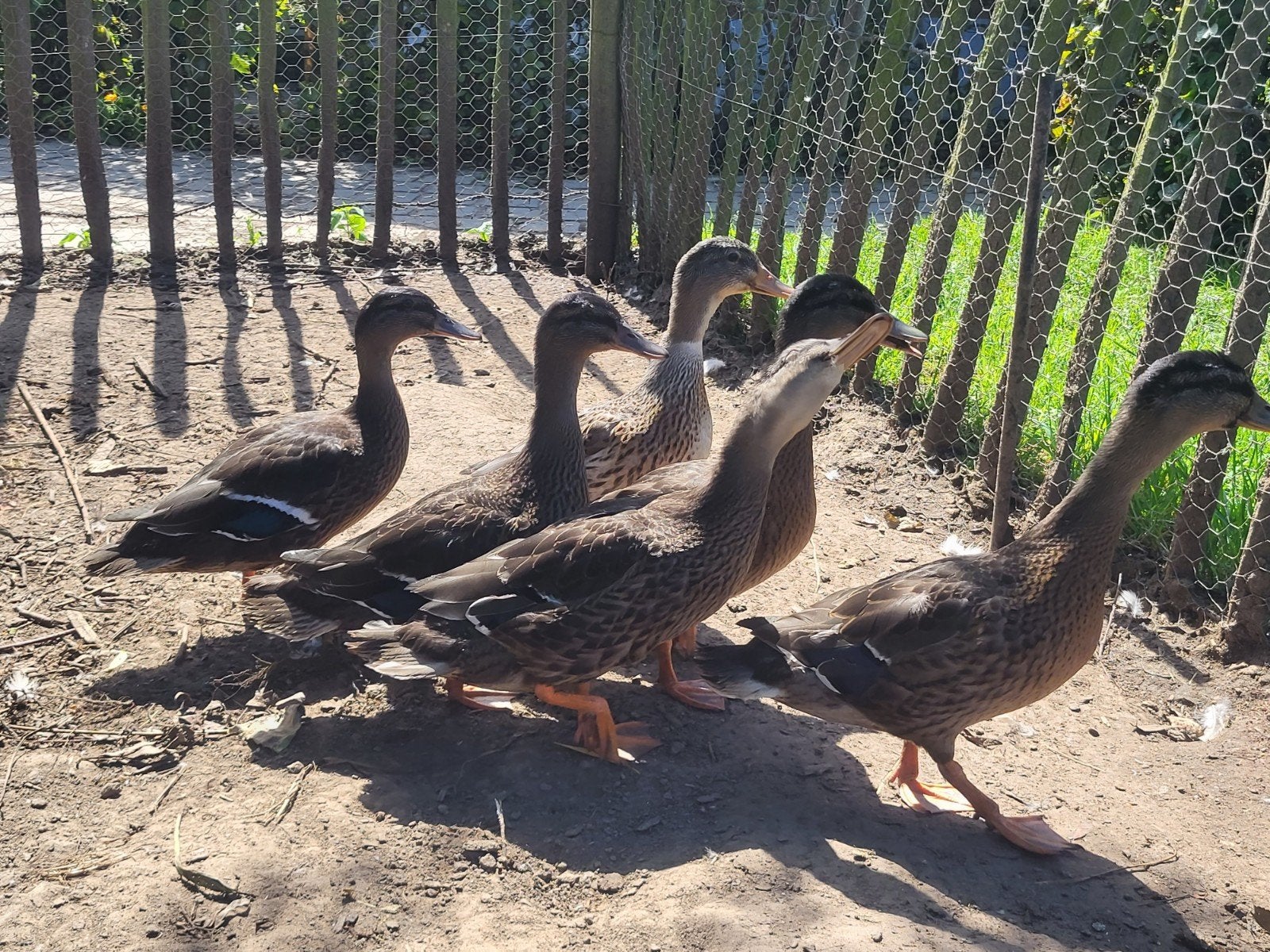 Wilde eenden, Meerdere dieren, Eend