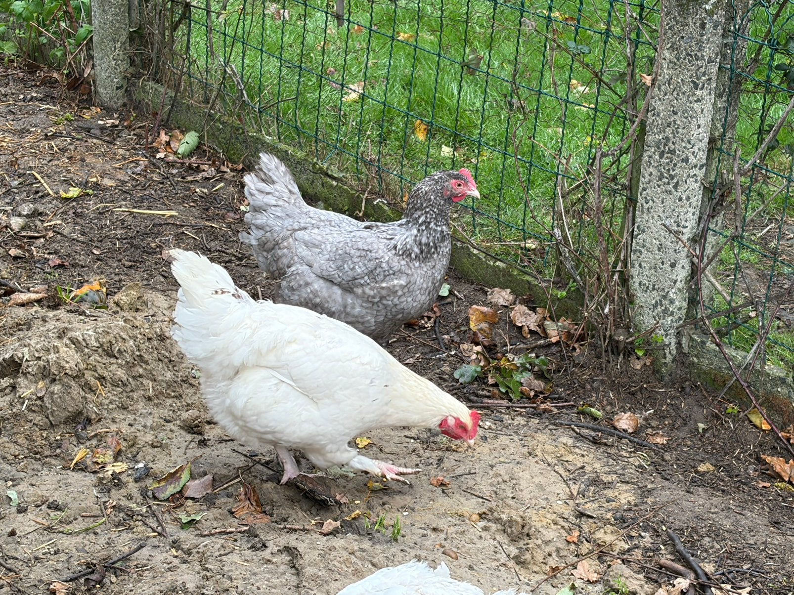 2 mechelse hennen, Dieren en Toebehoren, Vrouwelijk, Kip
