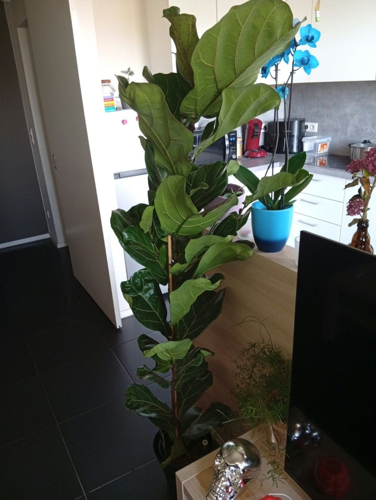 Ficus lyrata xxl, Huis en Inrichting, Ficus, In pot, 150 tot 200 cm, Groene kamerplant
