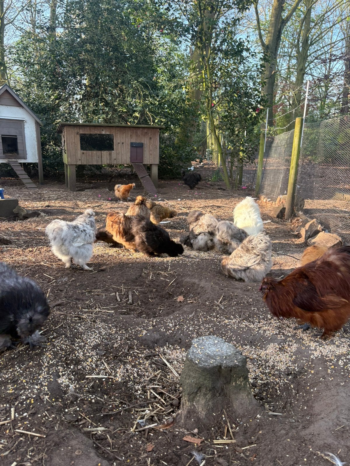 Broedeieren USA zijdehoen ( GRATIS verzending), Dieren en Toebehoren, Pluimvee, Kip