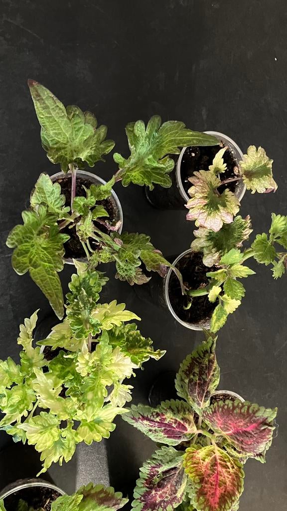 Coleus, Enlèvement ou Envoi