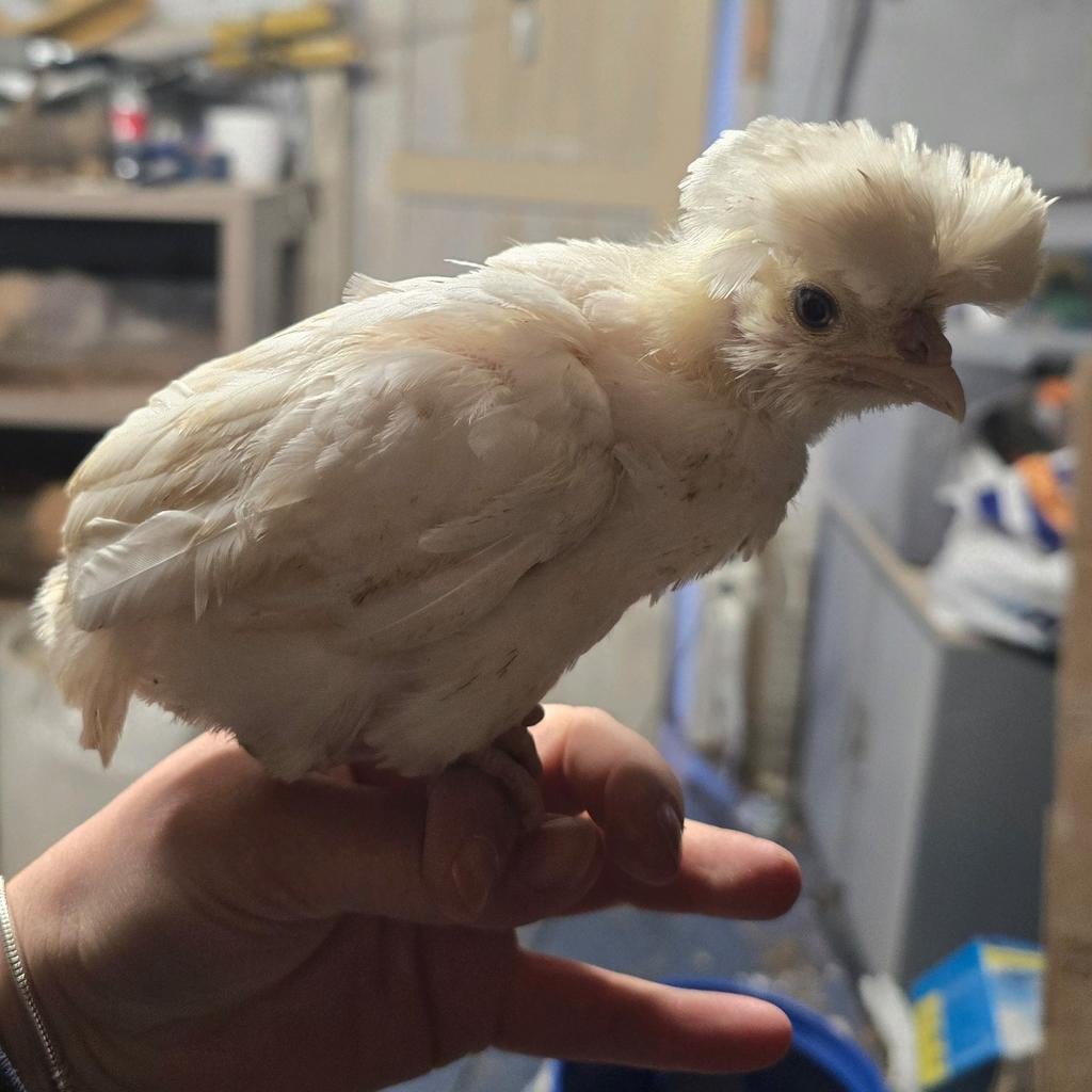 Padua kuikens, Animaux & Accessoires, Volatiles, Poule ou poulet, Sexe inconnu
