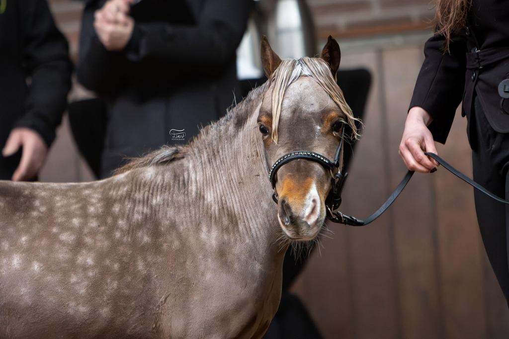 Te koop: mini hengst (2023) NMPRS/ AMHA, Dieren en Toebehoren