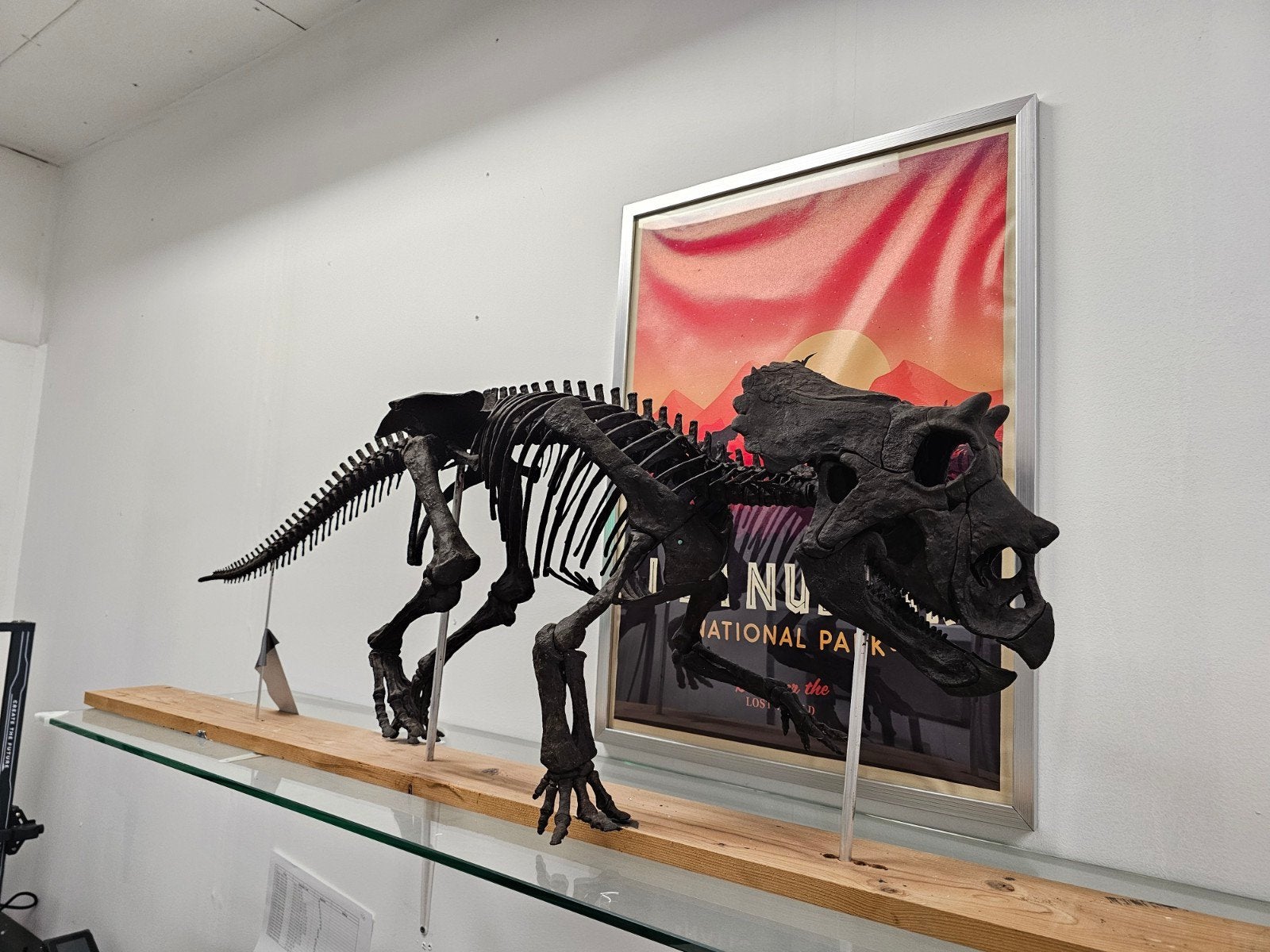 Réplique de Baby Triceratops. Échelle 1/1, Enlèvement