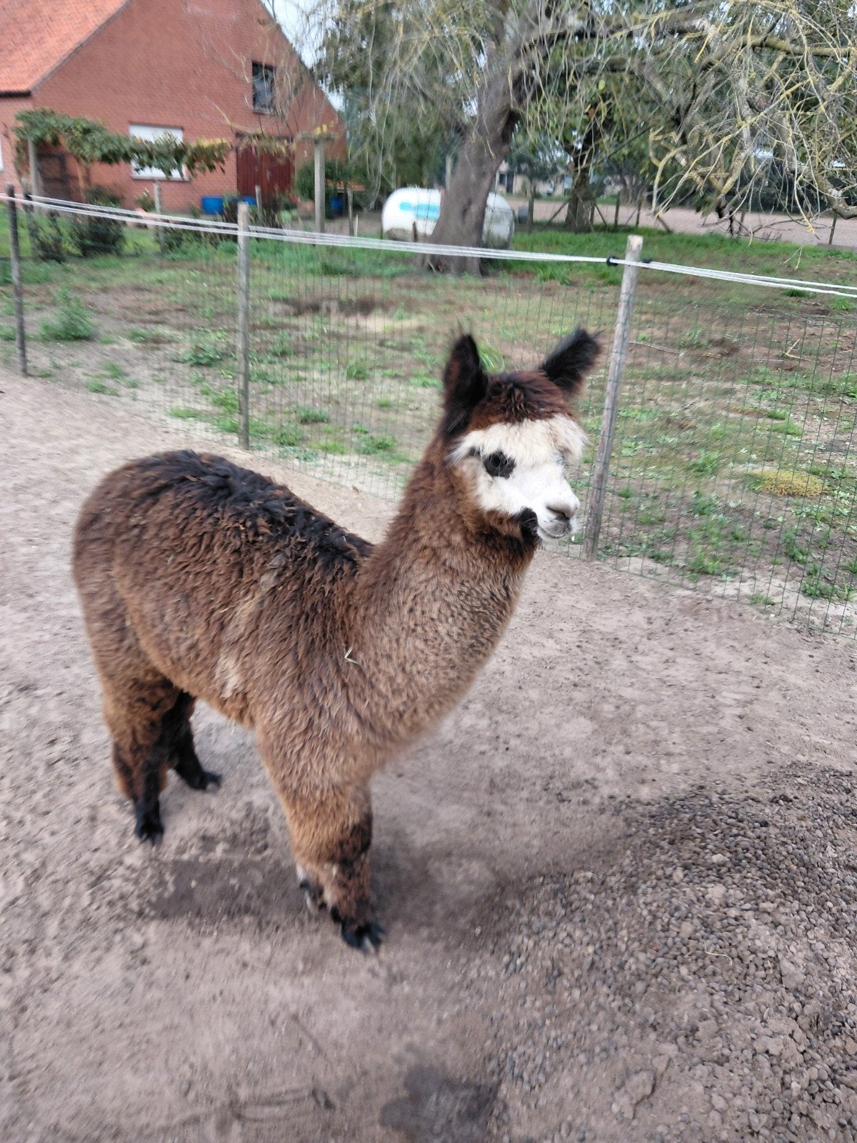 alpacahengsteveulen te koop, Dieren en Toebehoren, Maart, Mannelijk