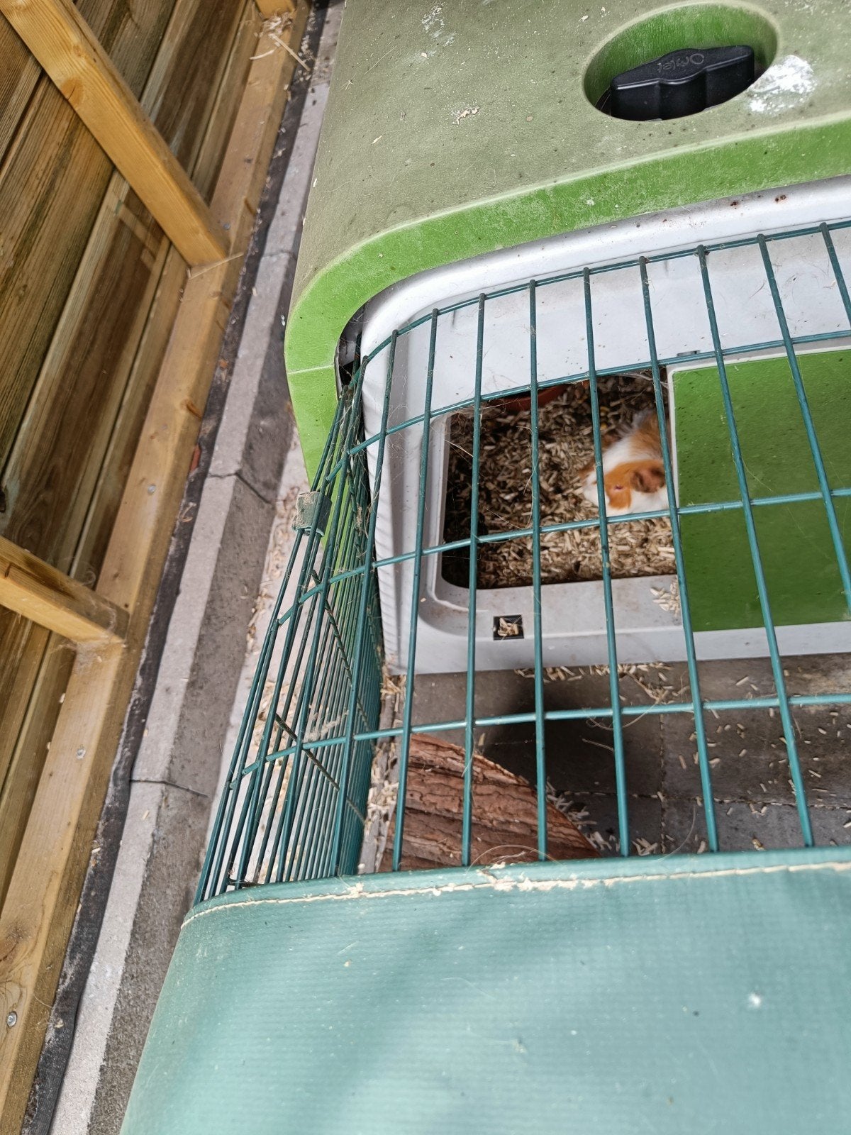3 cavia's zussen, Janvier, Cobaye, Domestique