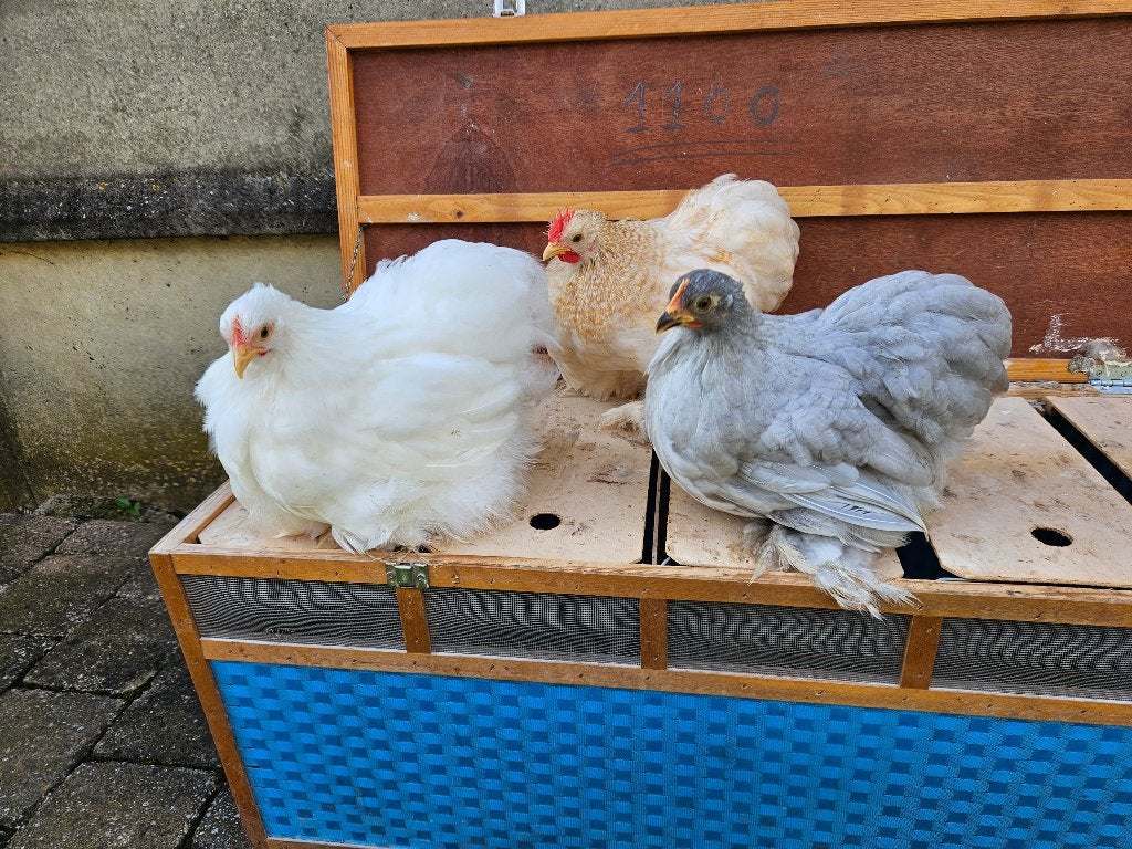 Verschillende Prachtige Jonge Handtamme Cochinkrielen 2026, Animaux & Accessoires, Volatiles, Plusieurs animaux, Poule ou poulet