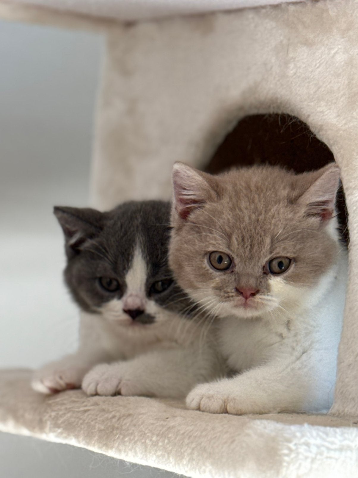 Exclusief Britse korthaar kittens Biocolor/ met Stamboom, Meerdere dieren, Met stamboom