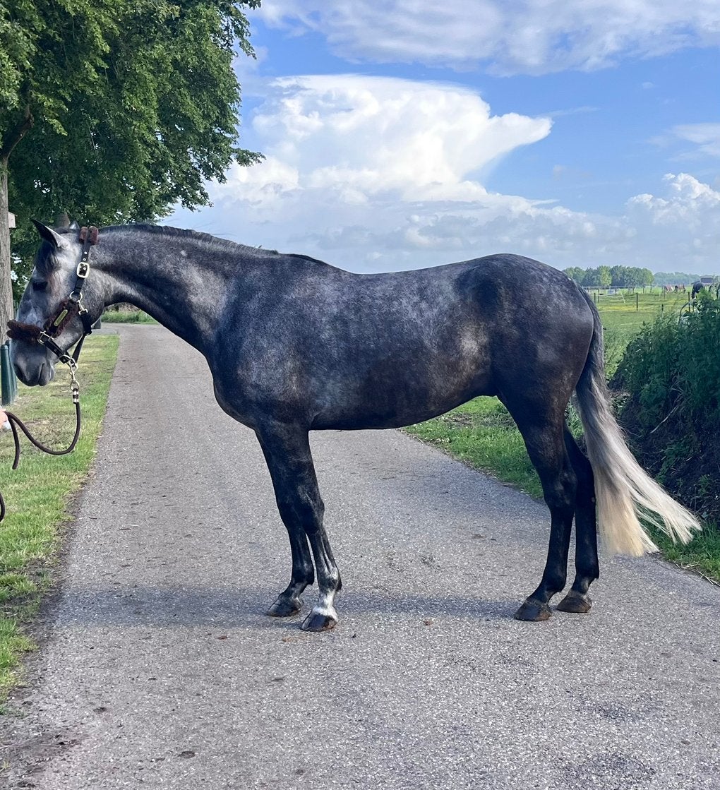 Mooie en lieve allrounder, Animaux & Accessoires, Chevaux, Hongre, B, 165 à 170 cm, 3 à 6 ans, Avec pedigree, Avec puce électronique