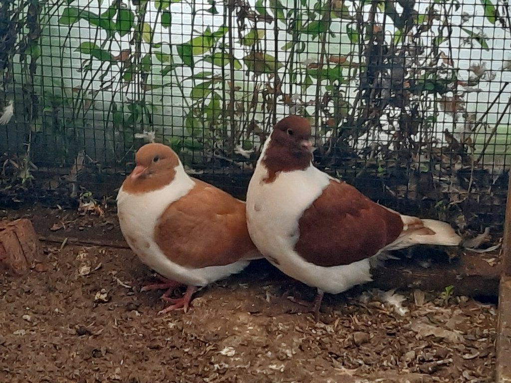 Duiven, Overige soorten