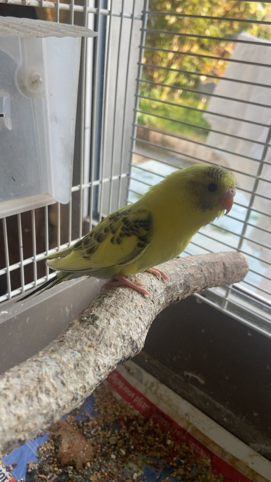 Te koop baby grasparkiet, Dieren en Toebehoren, Parkiet