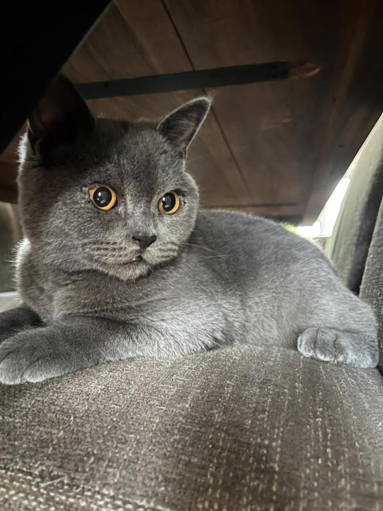 Britse korthaar, Kater, Gechipt, 0 tot 2 jaar