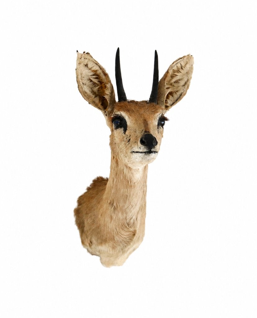 Opgezette kop shoulder mount steenbokantilope taxidemie, Ophalen, Gebruikt, Hert