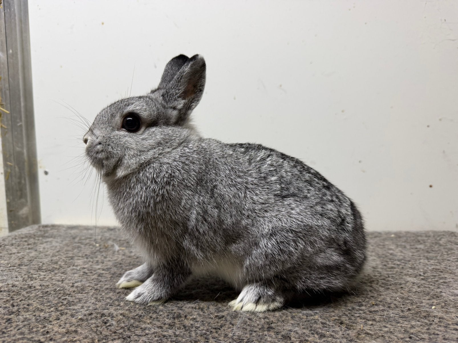 Koppel chinchilla kleurdwergen, Dieren en Toebehoren