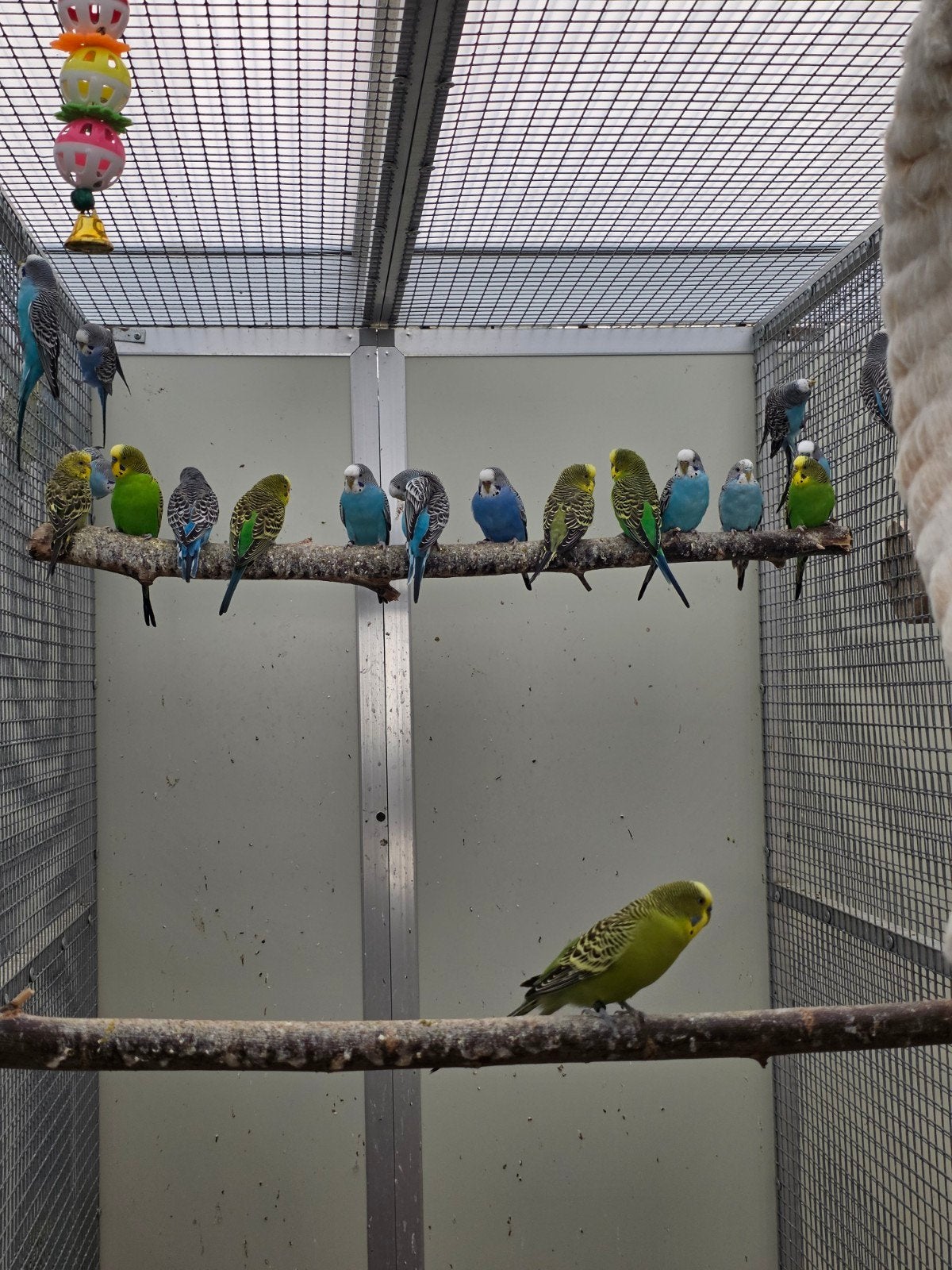 grasparkieten, Dieren en Toebehoren, Vogels | Overige Vogels, Geringd