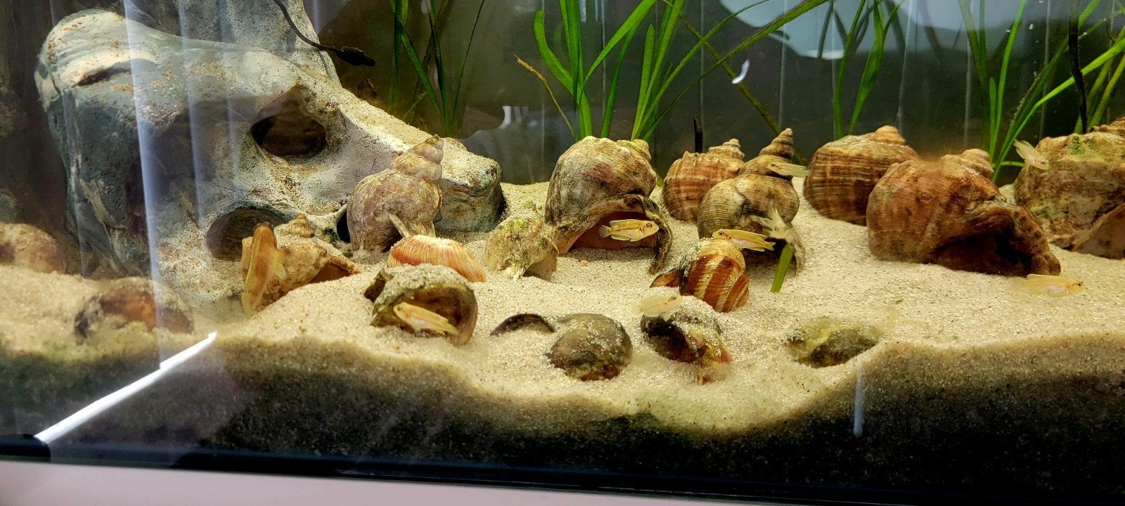 lamprologis ocellatus gold kolonie, Vis, Zoetwatervis