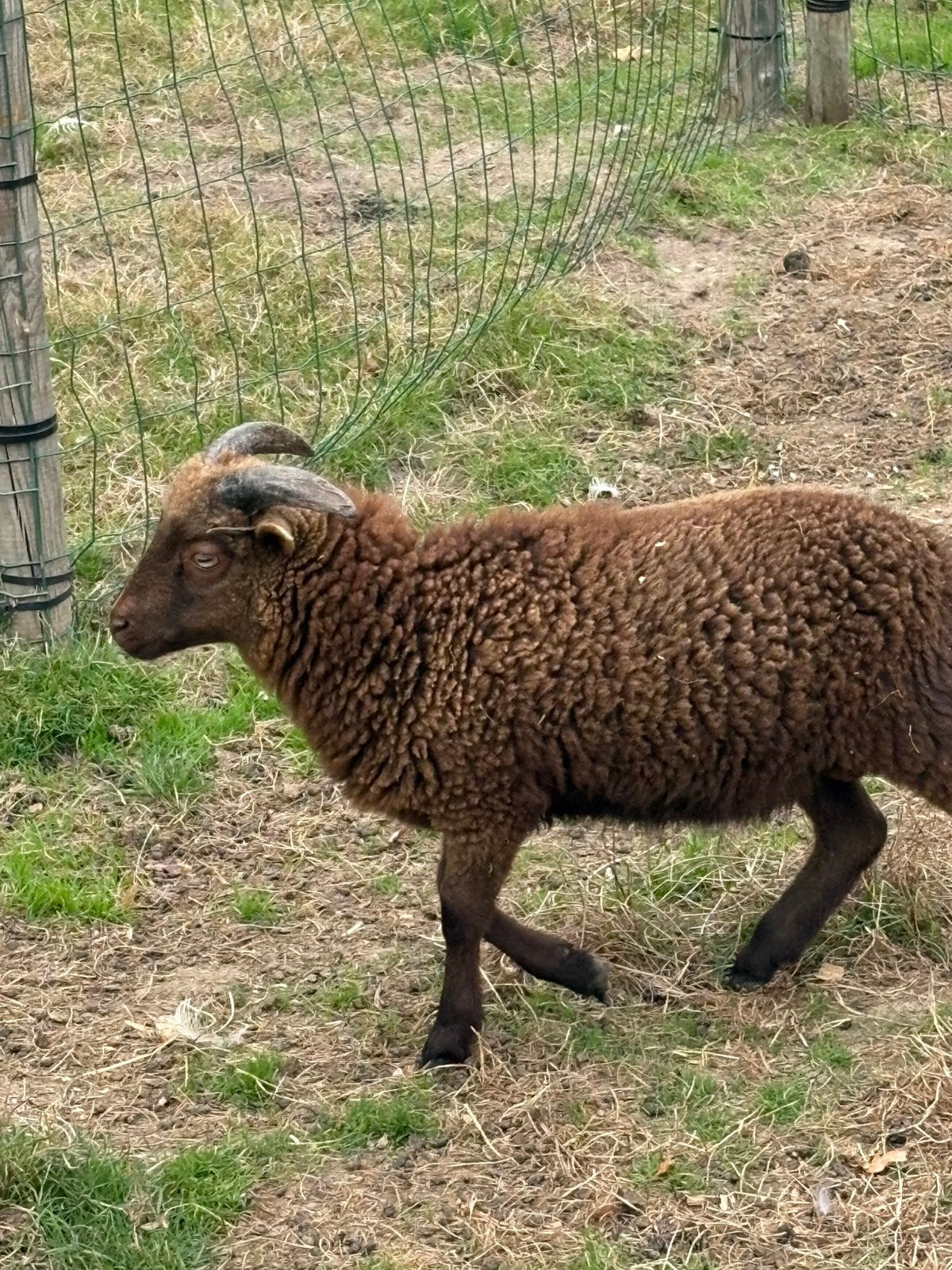 Ouessant ram - bruin / zwart - 6 maand oud, Mâle, Mouton