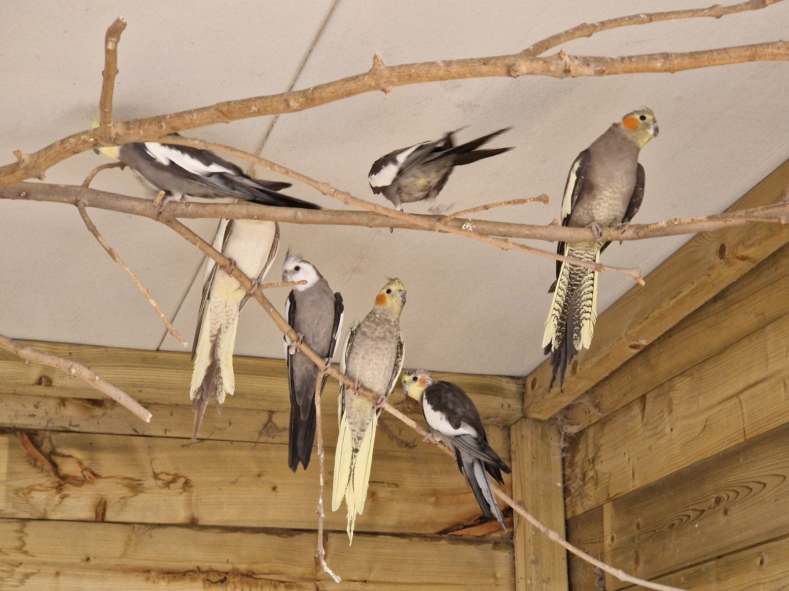 Valkparkiet, Dieren en Toebehoren