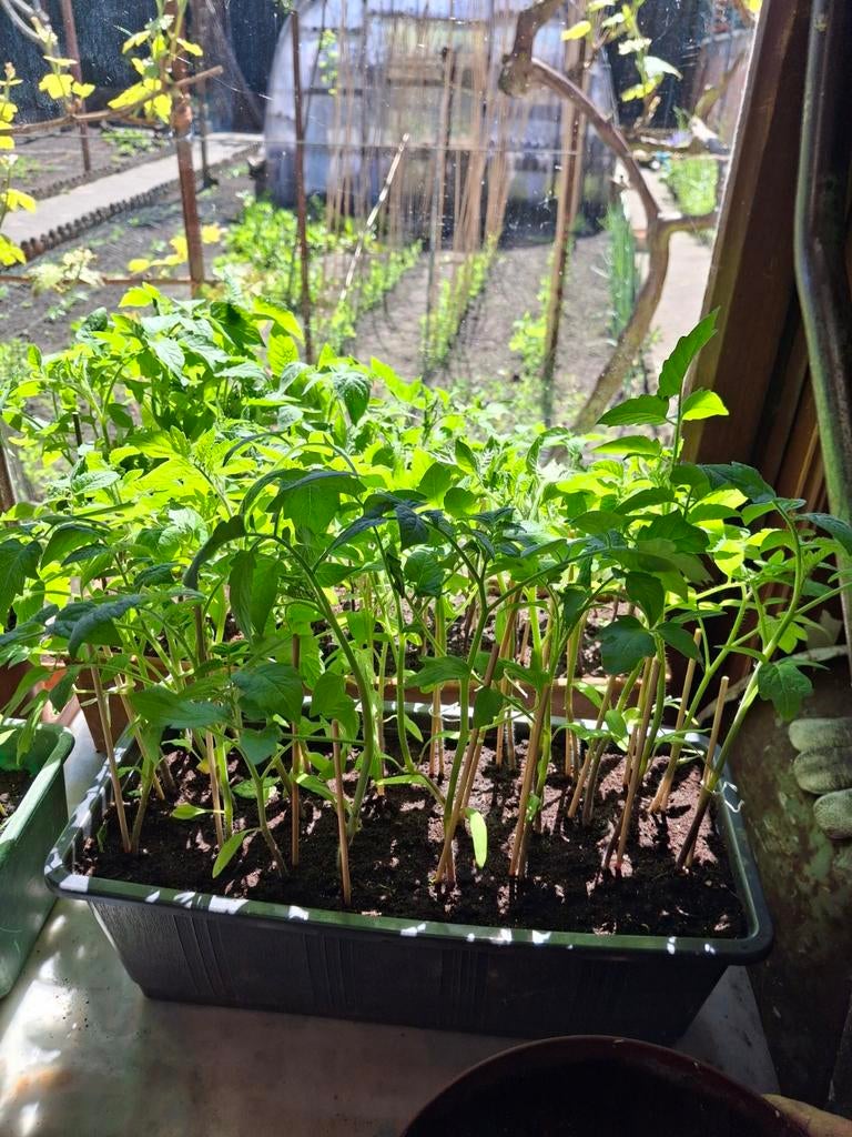 A vendre tomates Ronde ,tomates allongee, et tomates cerises