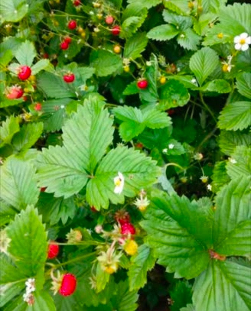 planten bosaardbei, Tuin en Terras, Ophalen, Najaar, Volledige schaduw