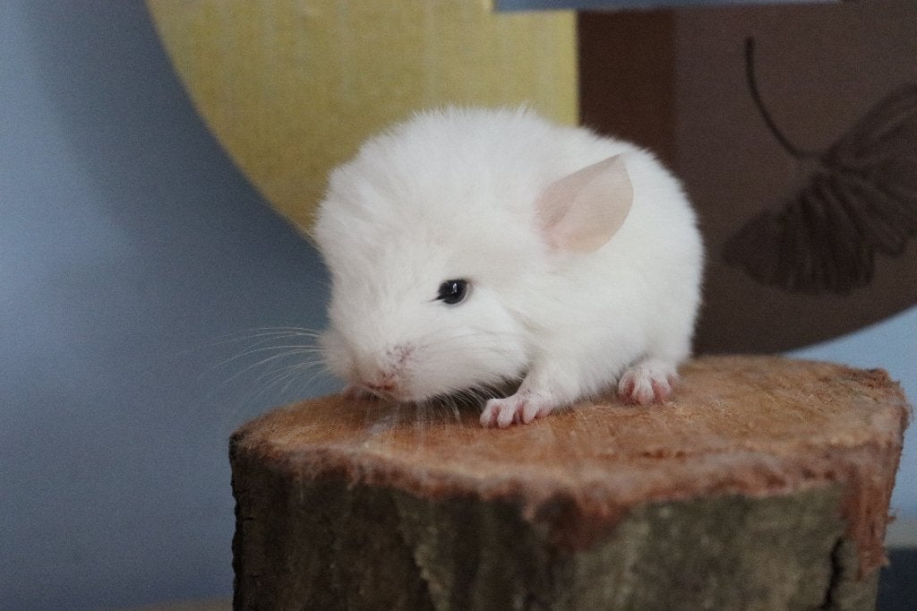Baby chinchillas, Dieren en Toebehoren, Chinchilla, Juni, Mannelijk, Tam