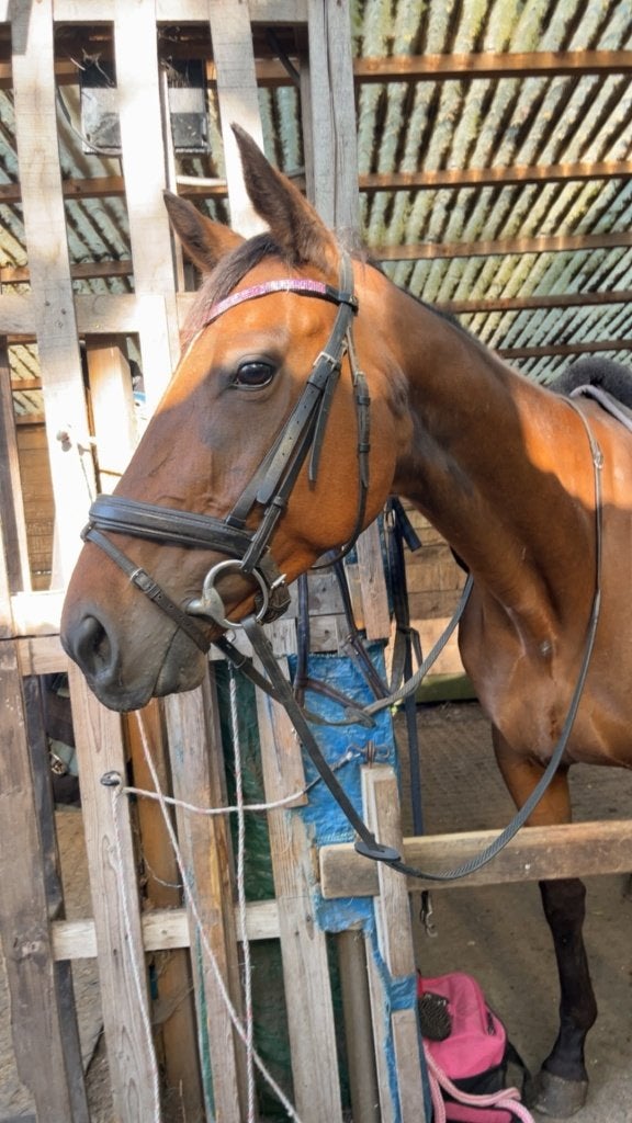 Paard, Dieren en Toebehoren, Merrie, Zadelmak, Gechipt, 3 tot 6 jaar