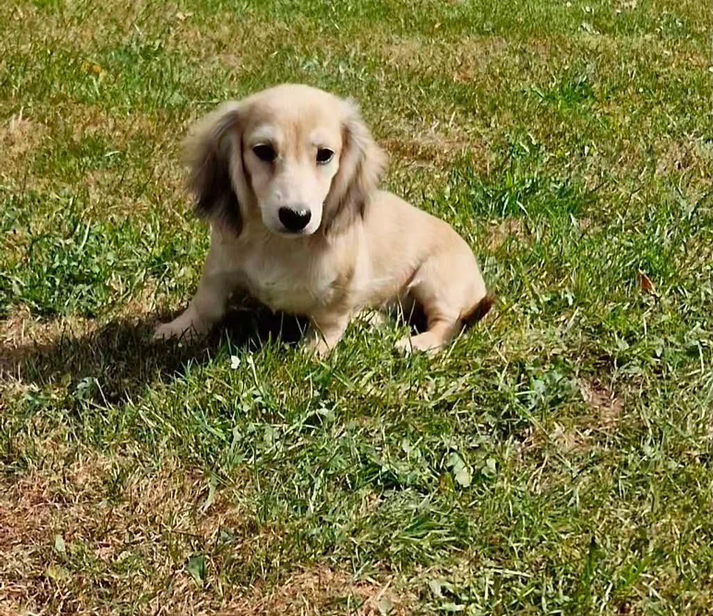 teckel pups,dwerg,shaded cream,langhaar,teefje, Hépatite contagieuse (maladie de Rubarth), Chienne, Belgique, Poils longs