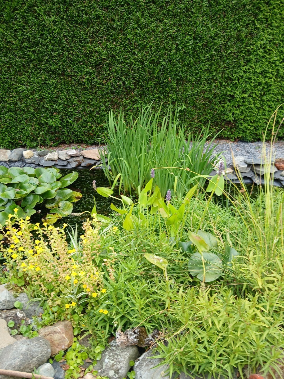 vijver planten irissen, Ophalen
