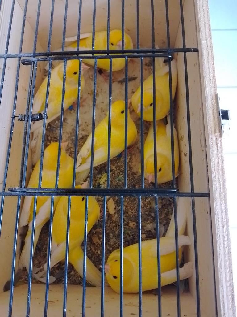 ZEER GOED FLUITENDE ZANGKANARIES met of zonder KOOI, Dieren en Toebehoren, Vogels | Kanaries, Meerdere dieren, Zangkanarie