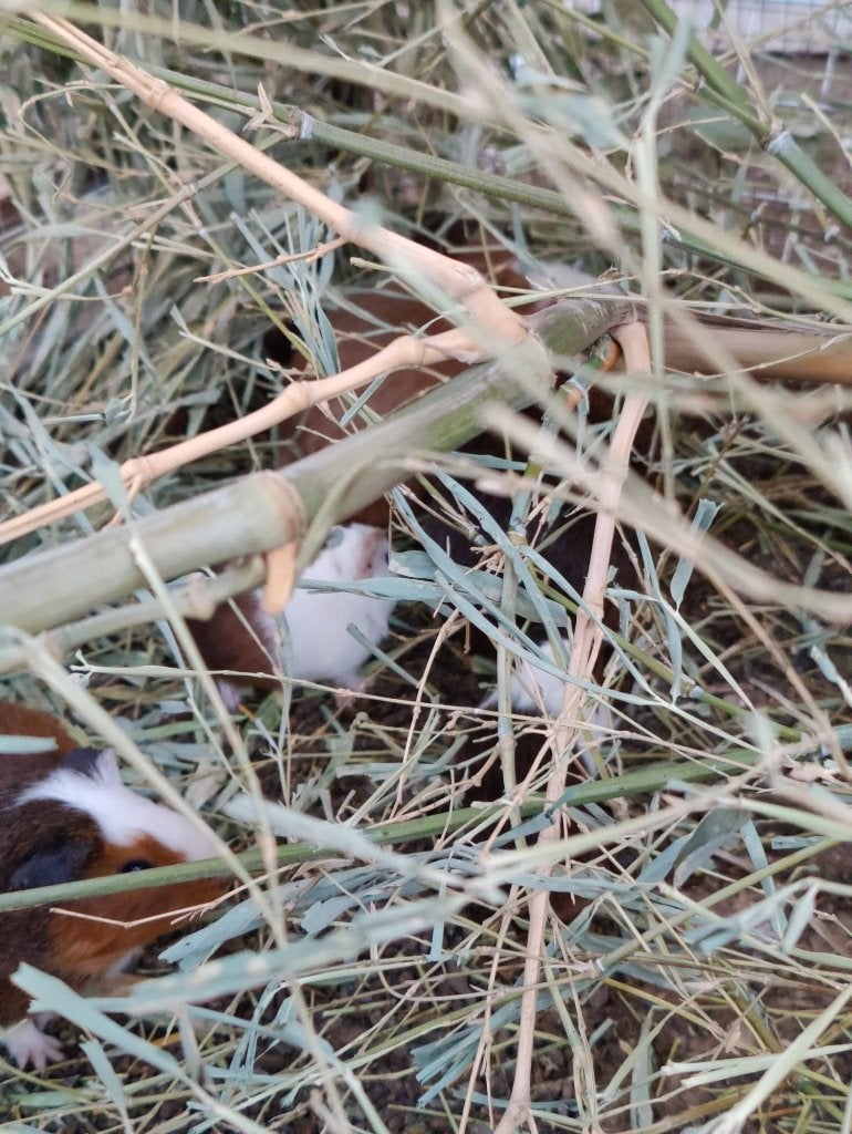 CAVIA JONGE VAN DIT JAAR MANNETJE 4 € VROUWTJE 10 EURO, Ophalen