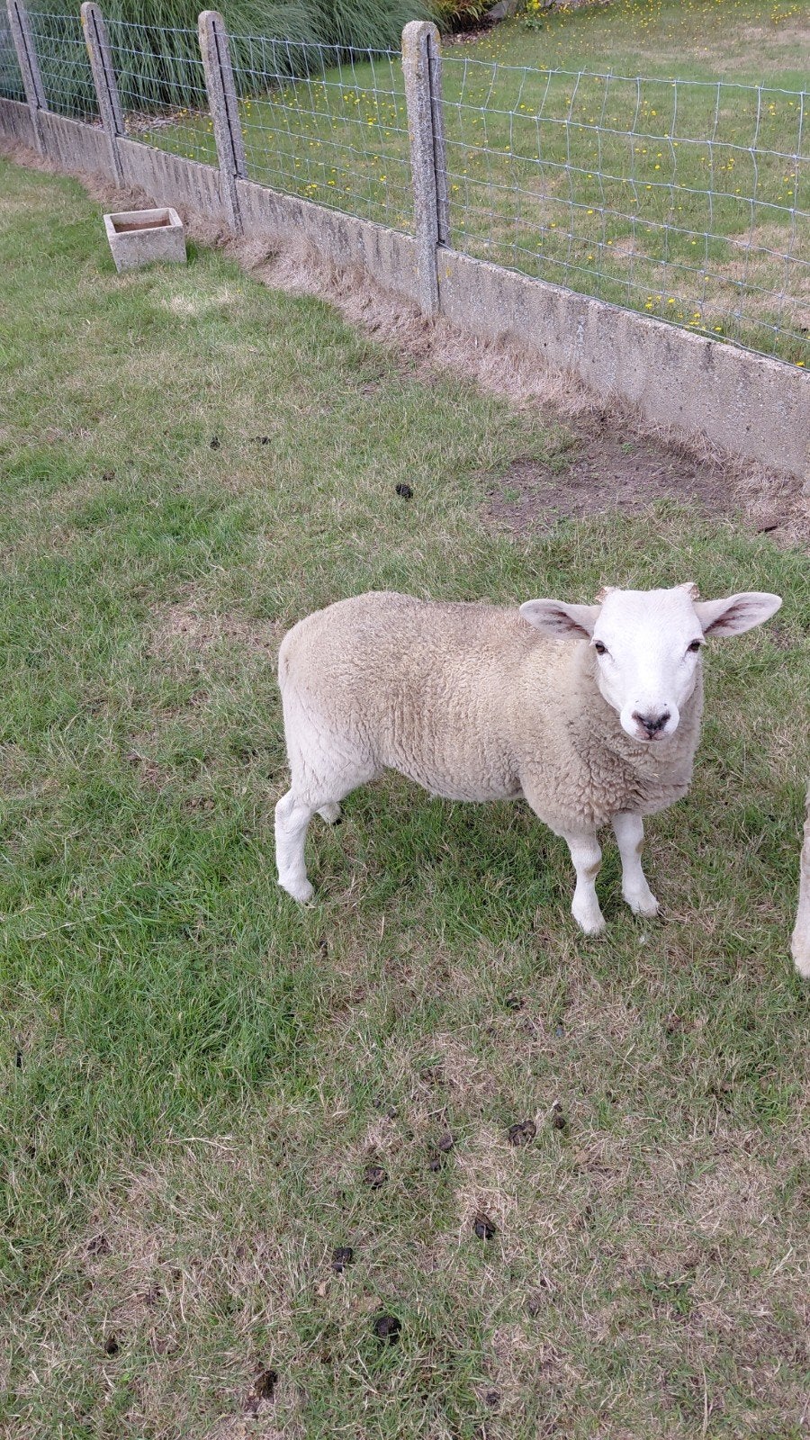 ramlam, Dieren en Toebehoren