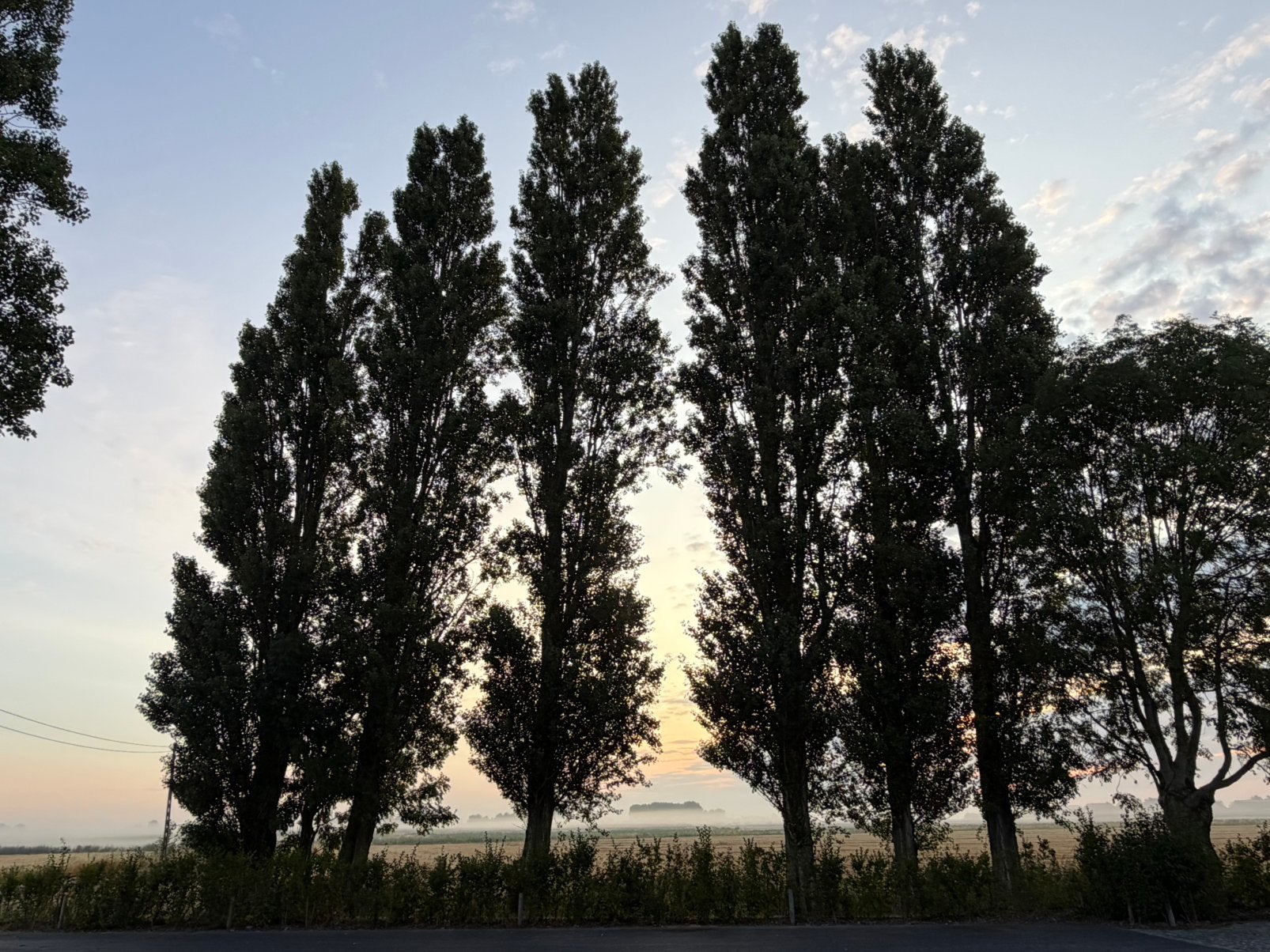 Bomen - snoeien - Italiaanse populieren 6x, Tuin en Terras, Brandhout, 6 m³ of meer, Ophalen, Overige houtsoorten, Stammen