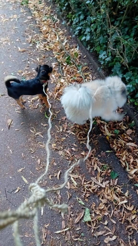 Promeneur de chien