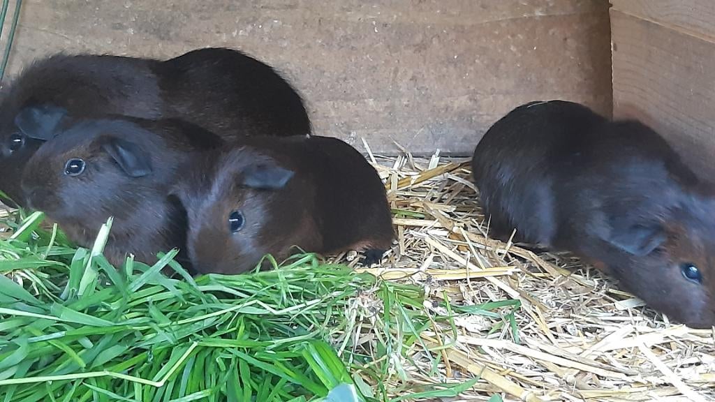 Jonge goudagouti cavia's, April, Mannelijk, Cavia