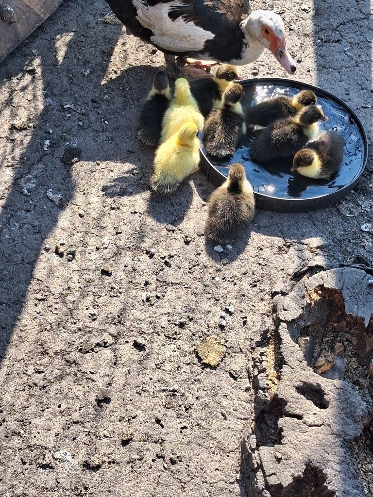 TE KOOP :JONGE BARBARIE EENDJES, Dieren en Toebehoren, Meerdere dieren, Eend