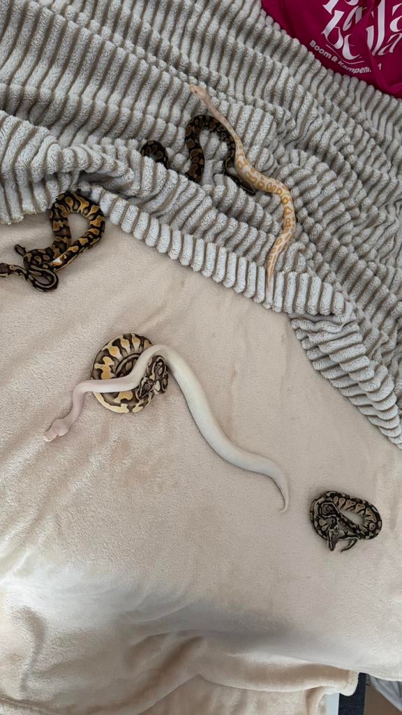 Ball python + terrarium, Serpent, Domestique, 0 à 2 ans