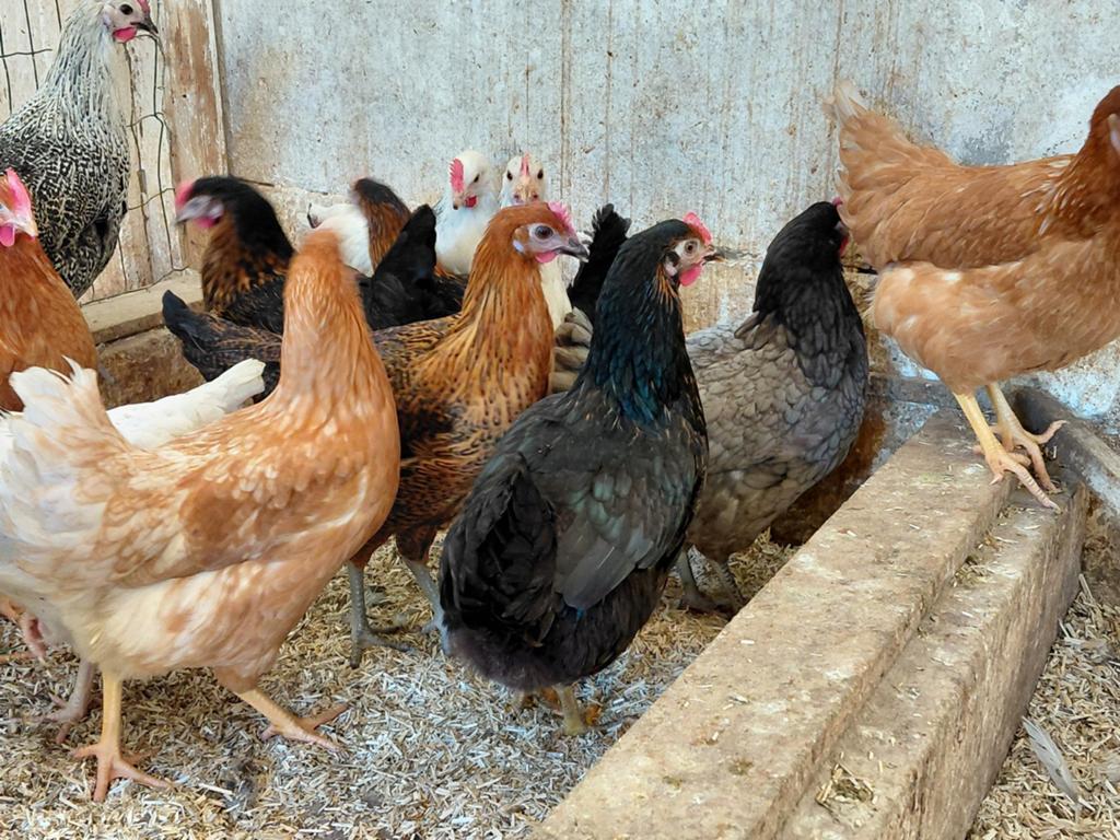 Legkippen, Dieren en Toebehoren